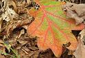 2008-10-01_Backyard_Mushrooms 090_1